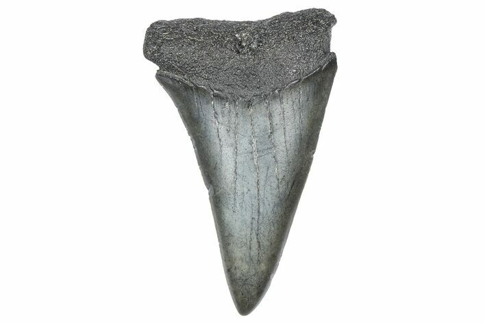 Fossil Broad-Toothed Mako Tooth - South Carolina #360915